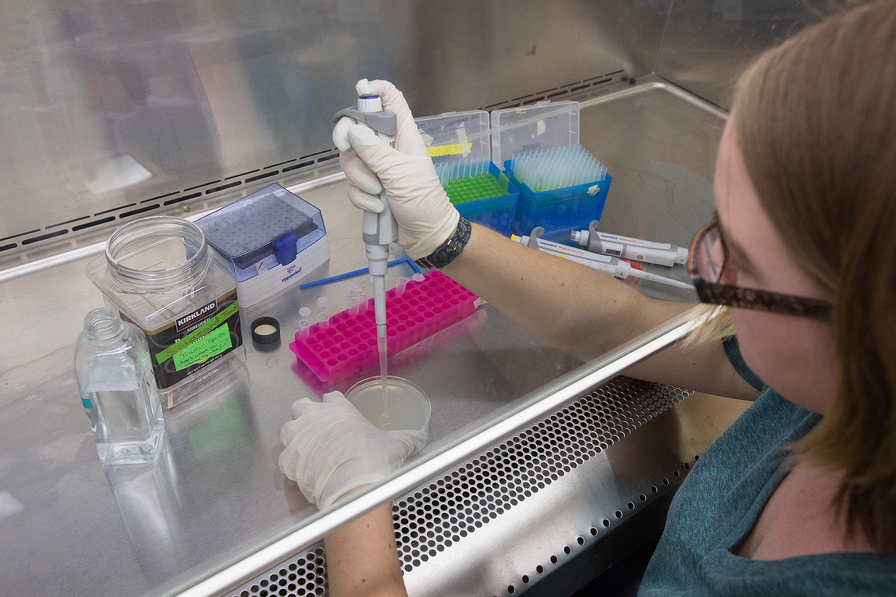 Sierra Foshe, an undergraduate researcher conducting an experiment in Roper’s Lab / Photo credits: Reed Hutchinson